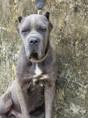 1+ year Male Purebred Cane Corso