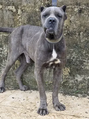 1+ year Male Purebred Cane Corso