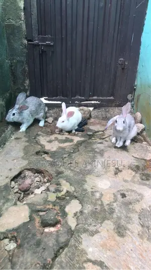 Adult Rabbit