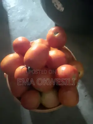 Fresh Tomatoes
