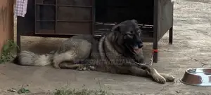 1+ year Female Purebred Caucasian Shepherd