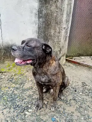 6-12 months Male Mixed Breed Puggle