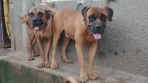 6-12 months Male Purebred Boerboel