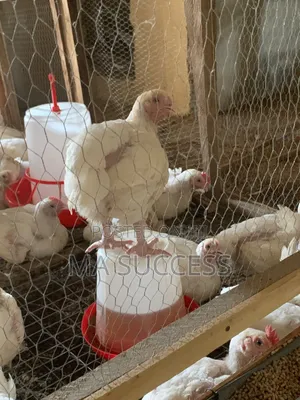 Healthy 6weeks Broilers for Sale, Ikorodu