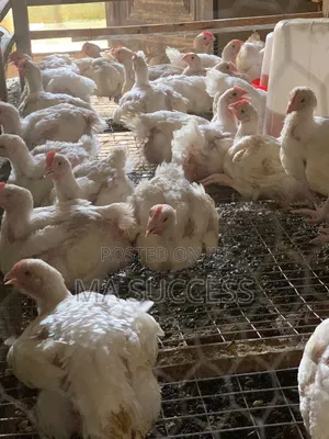 Healthy 12weeks Broilers for Sale, Ikorodu