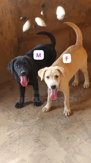 3-6 months Female Purebred Labrador Retriever