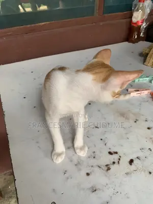 3-6 months Male Mixed Breed American Shorthair