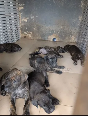 1-3 months Female Purebred Cane Corso