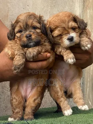 1-3 months Female Purebred Lhasa Apso