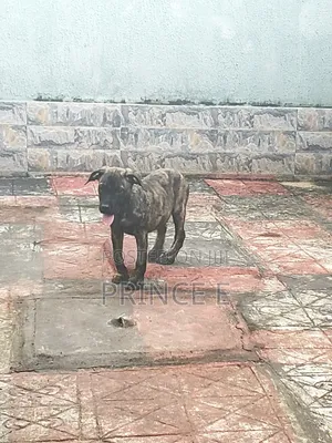 1-3 months Male Purebred Boerboel