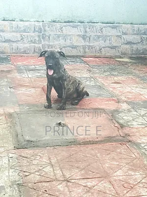 1-3 months Male Purebred Boerboel