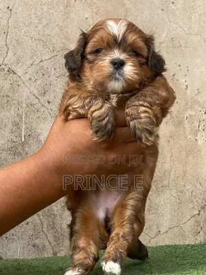 1-3 months Female Purebred Lhasa Apso