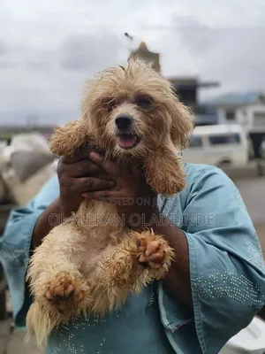 1+ year Female Purebred Lhasa Apso