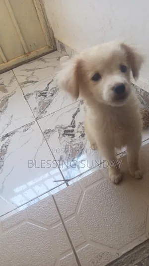 1-3 months Male Purebred Lhasa Apso