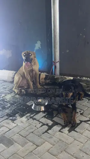 6-12 months Male Purebred Boerboel