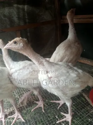 Foreign or Imported Turkeys