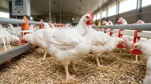 Chicken for Sale