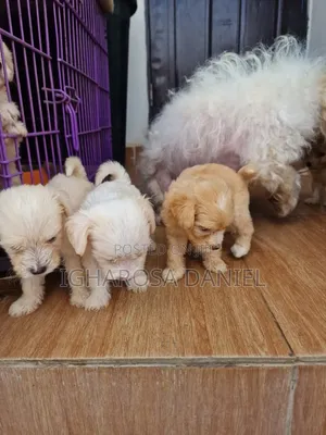 0-1 month Female Purebred Lhasa Apso