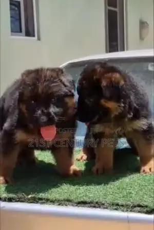 1-3 months Female Purebred German Shepherd