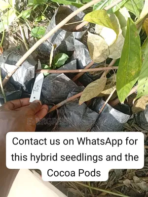 Hybrid Crin Tc Series Cocoa Seedling