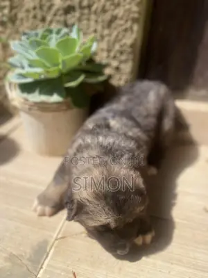 Caucasian Puppy Black Brown With White Color on the Chest and Foots