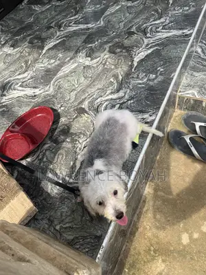 6-12 months Female Purebred Lhasa Apso