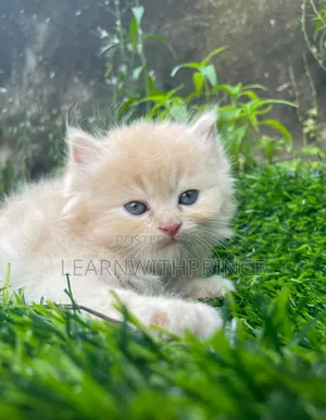 1-3 months Female Purebred Persian