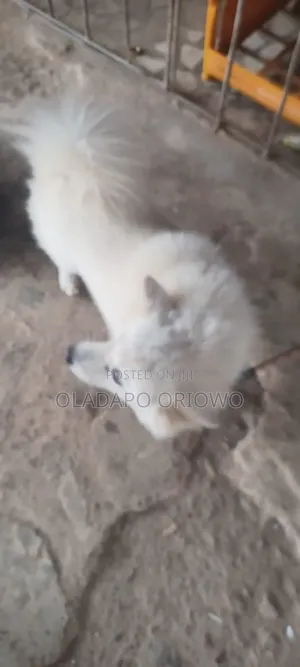 1+ year Male Purebred American Eskimo