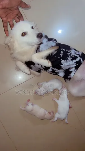 1+ year Male Purebred American Eskimo