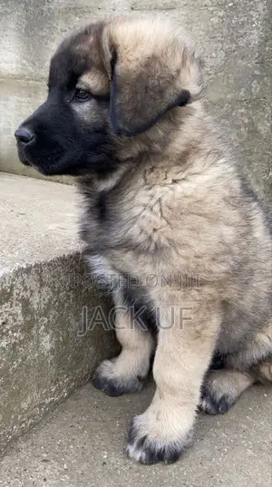 3-6 months Male Purebred Caucasian Shepherd