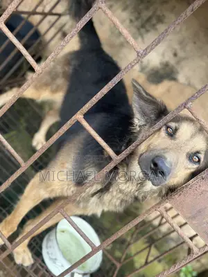 6-12 months Male Purebred German Shepherd