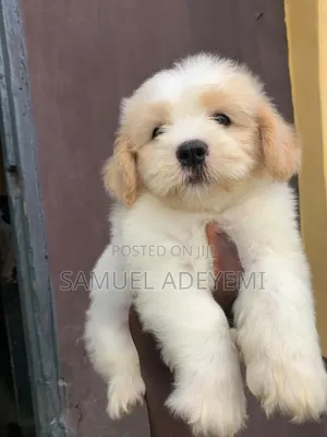 1-3 months Female Purebred Lhasa Apso