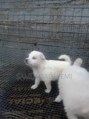 1-3 months Female Purebred American Eskimo
