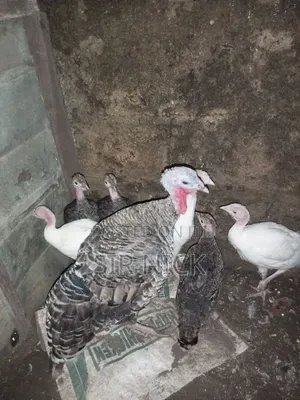 Poult Turkey