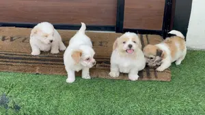 1-3 months Male Purebred Lhasa Apso