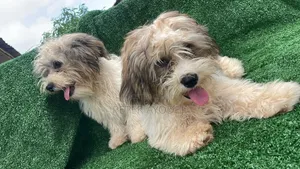3-6 months Male Purebred Lhasa Apso
