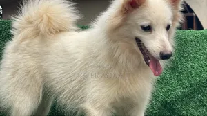 1+ year Female Purebred American Eskimo