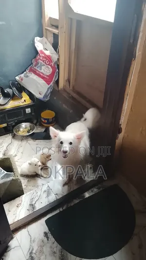 1+ year Female Purebred American Eskimo