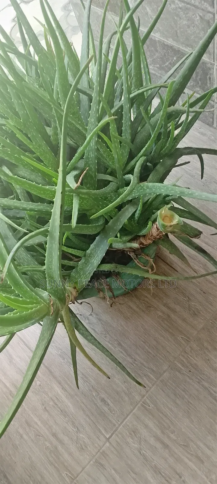 Organic Aloe Vera