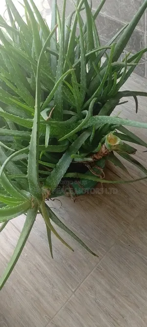 Organic Aloe Vera