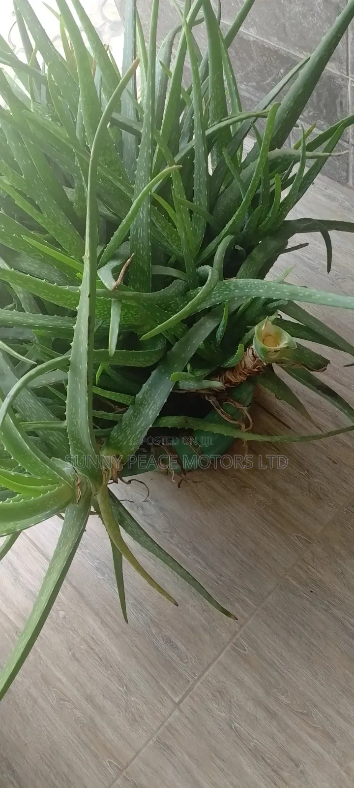 Organic Aloe Vera