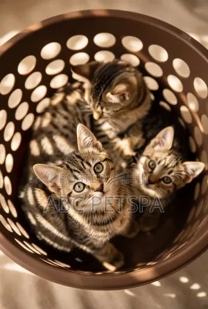 1-3 months Female Purebred American Shorthair