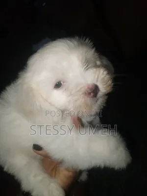 1-3 months Female Purebred Lhasa Apso