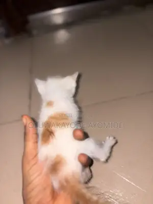 1-3 months Male Purebred American Shorthair