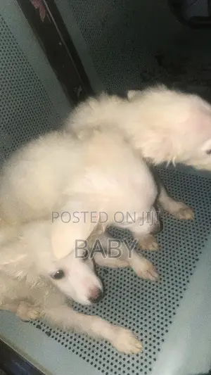 1-3 months Female Purebred American Eskimo