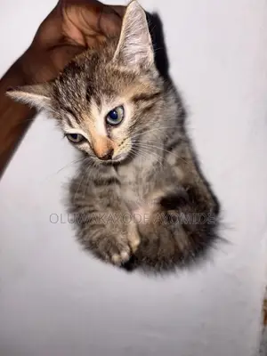 1-3 months Female Purebred American Shorthair