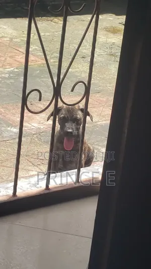 1-3 months Female Purebred Boerboel