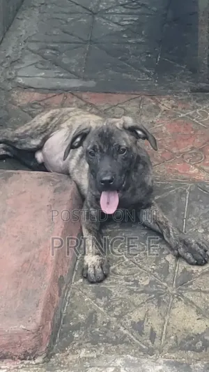 1-3 months Male Purebred Boerboel