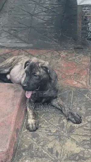 1-3 months Male Purebred Boerboel