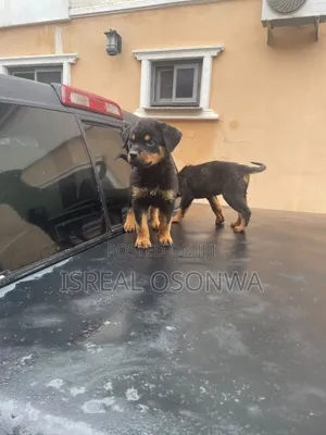 1-3 months Female Purebred Rottweiler